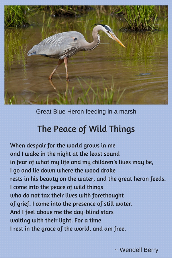 Photo of Great Blue Heron over poem by Wendell Berry