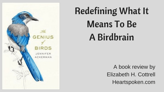 Redefining What It Means To Be A Birdbrain