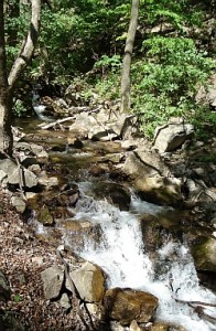 cascading stream in woods