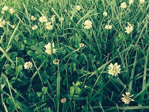 Clover blossoms in the grass