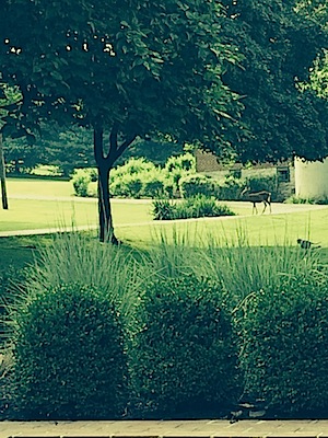 Deer grazing to right.