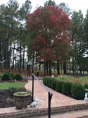 Crimson maple