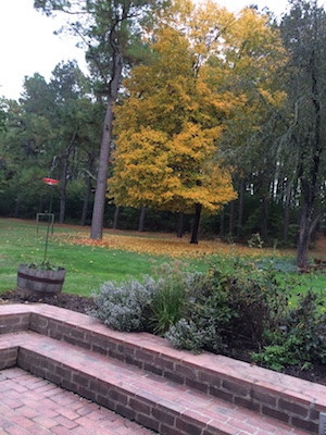 silver maple tree