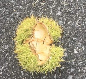 chestnut burr, opened and empty
