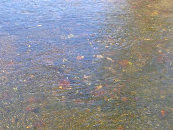 Fall leaves in the river