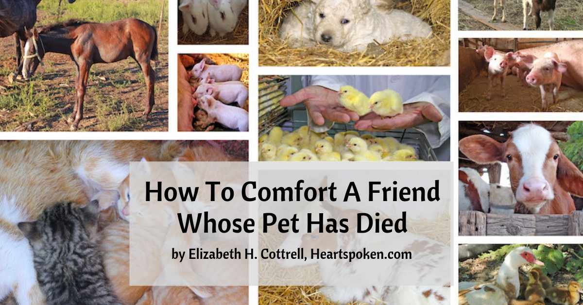 how-to-comfort-a-friend-whose-pet-has-died-heartspoken
