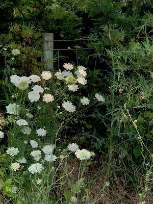 Queen Anne's Lace - summertime