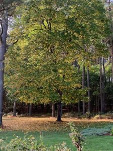 Silver maple tree at Riverwood in mid-October